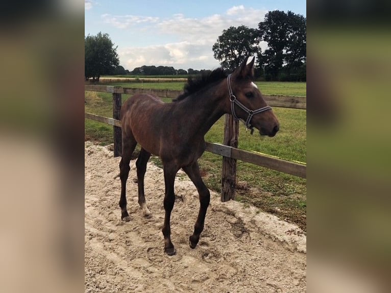 BWP (cheval de sang belge) Jument Poulain (04/2025) in Geel