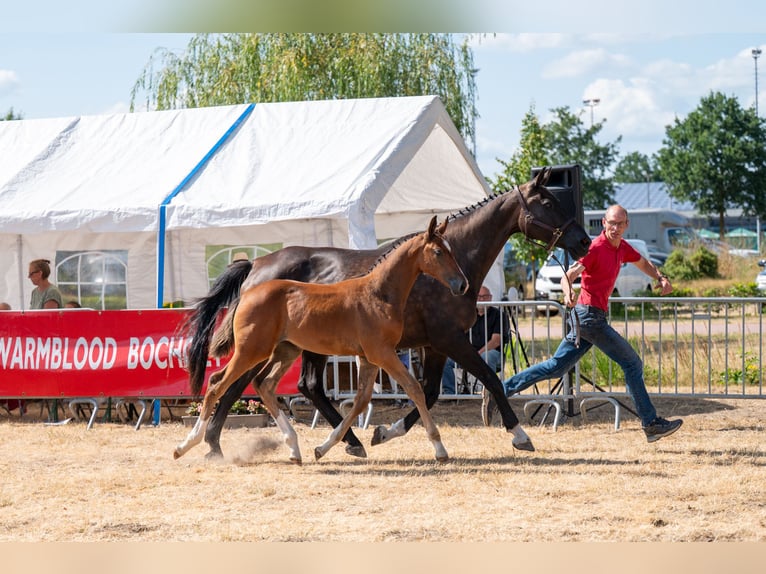 BWP (cheval de sang belge) Jument Poulain (06/2026)  in Kaulille