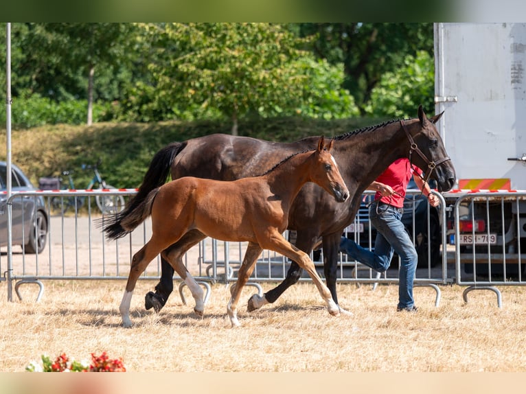 BWP (cheval de sang belge) Jument Poulain (06/2026)  in Kaulille