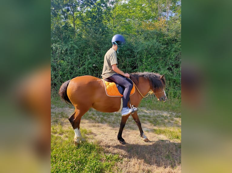 Caballo ""Curly"" Caballo castrado 13 años 140 cm Castaño in Vérac