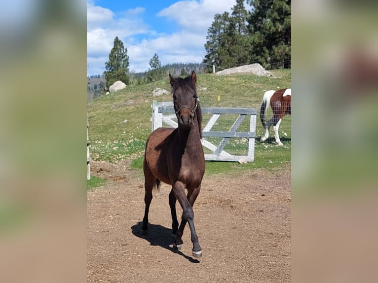 Caballo ""Curly"" Caballo castrado 2 años 130 cm Castaño rojizo in Summerland, BC