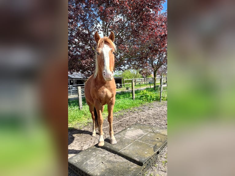 Caballo ""Curly"" Caballo castrado 2 años 140 cm Atigrado/Moteado in Wageningen