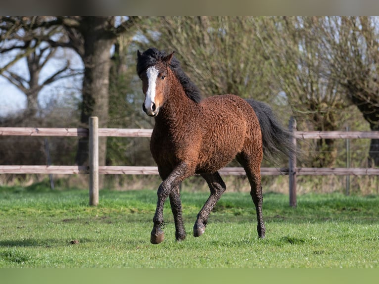 Caballo ""Curly"" Caballo castrado 3 años 152 cm Castaño in Bokel