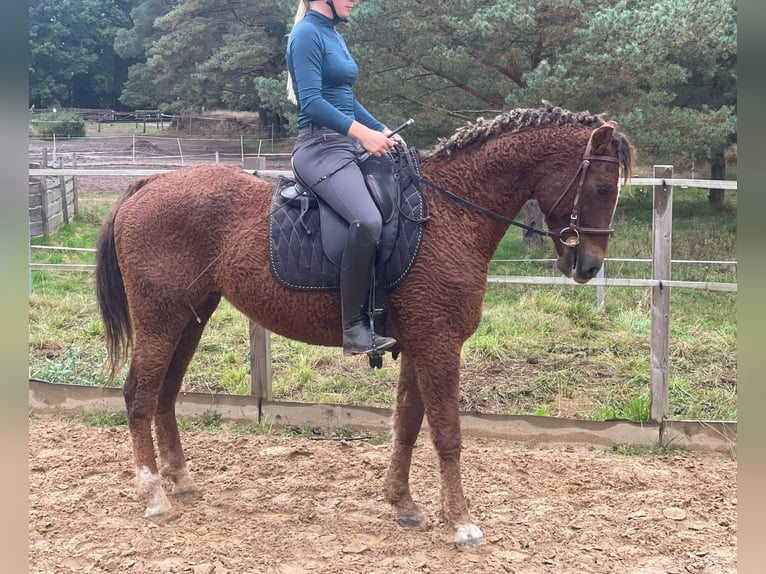 Caballo ""Curly"" Caballo castrado 6 años 152 cm Alazán-tostado in Eickhof