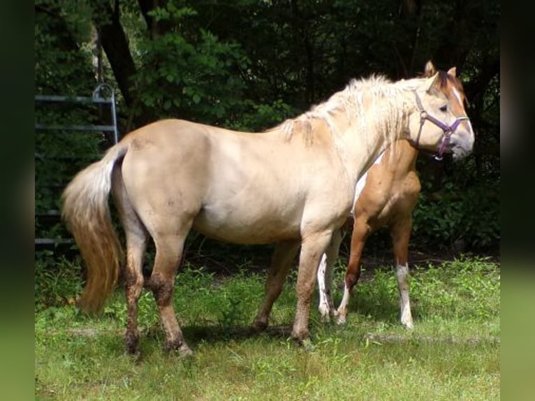 Caballo ""Curly"" Caballo castrado 7 años 150 cm Dunalino (Cervuno x Palomino) in Arnbruck