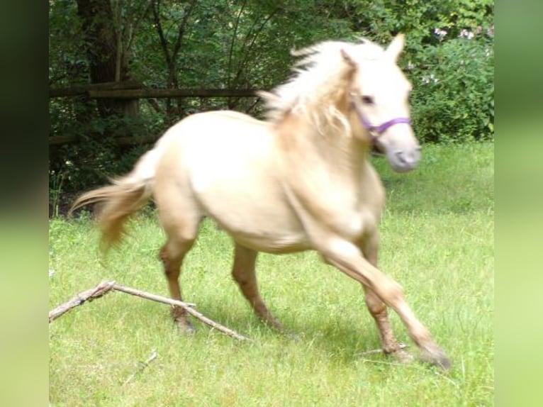 Caballo ""Curly"" Caballo castrado 7 años 150 cm Dunalino (Cervuno x Palomino) in Arnbruck