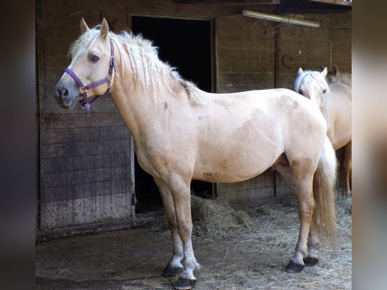 Caballo ""Curly"" Caballo castrado 7 años 150 cm Dunalino (Cervuno x Palomino) in Arnbruck