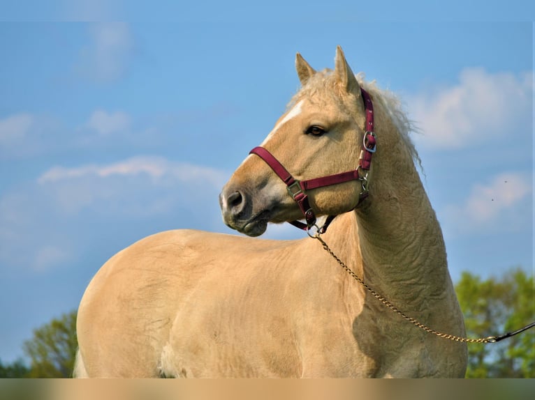 Caballo ""Curly"" Caballo castrado 7 años 150 cm Dunalino (Cervuno x Palomino) in Arnbruck