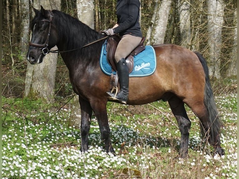 Caballo ""Curly"" Caballo castrado 7 años 164 cm Castaño oscuro in Laichingen