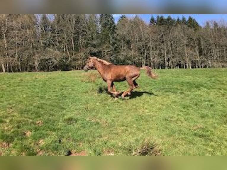 Caballo ""Curly"" Semental 10 años 152 cm Alazán-tostado in FRANCE