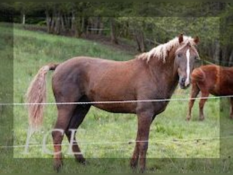 Caballo ""Curly"" Semental 10 años 152 cm Alazán-tostado in FRANCE