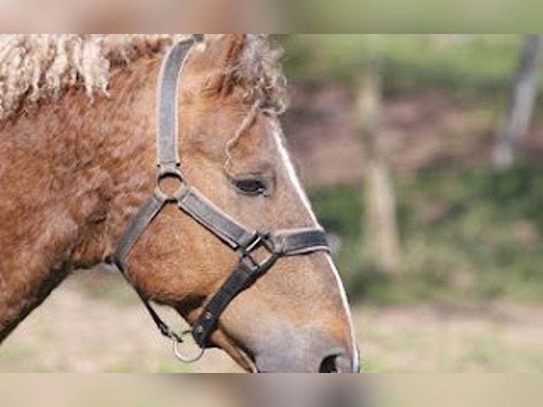 Caballo ""Curly"" Semental 10 años 152 cm Alazán-tostado in FRANCE