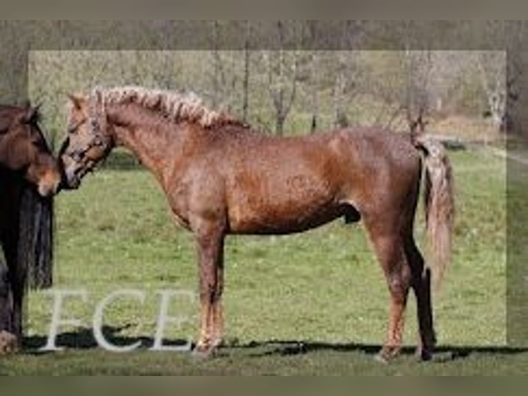 Caballo ""Curly"" Semental 10 años 152 cm Alazán-tostado in FRANCE