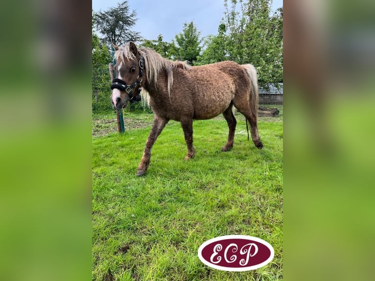 Caballo ""Curly"" Semental 1 año 110 cm Tobiano-todas las-capas in Wellen