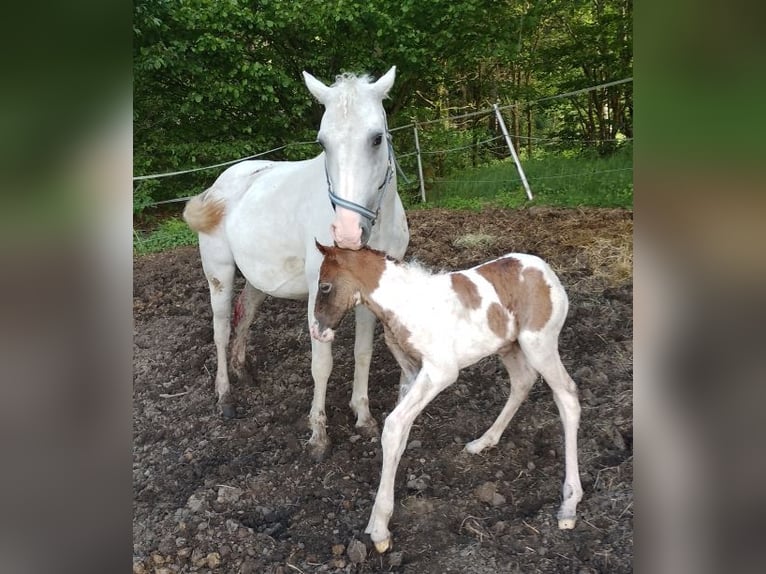 Caballo ""Curly"" Mestizo Semental 1 año 148 cm Tordo in Arnbruck