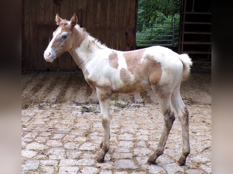 Caballo ""Curly"" Mestizo Semental 1 año 148 cm Tordo in Arnbruck