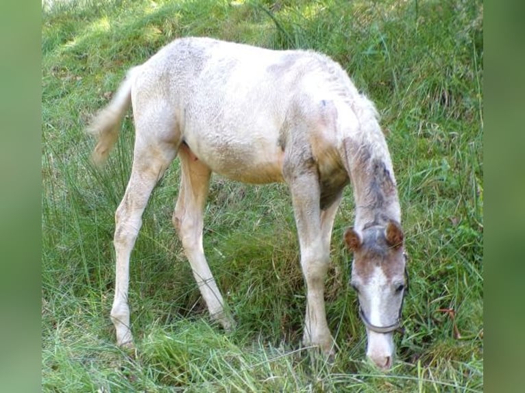 Caballo ""Curly"" Mestizo Semental 1 año 148 cm Tordo in Arnbruck