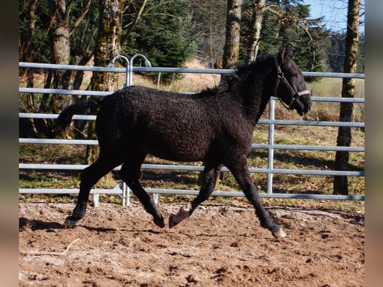 Caballo ""Curly"" Semental 1 año 155 cm Negro in bourg bruche