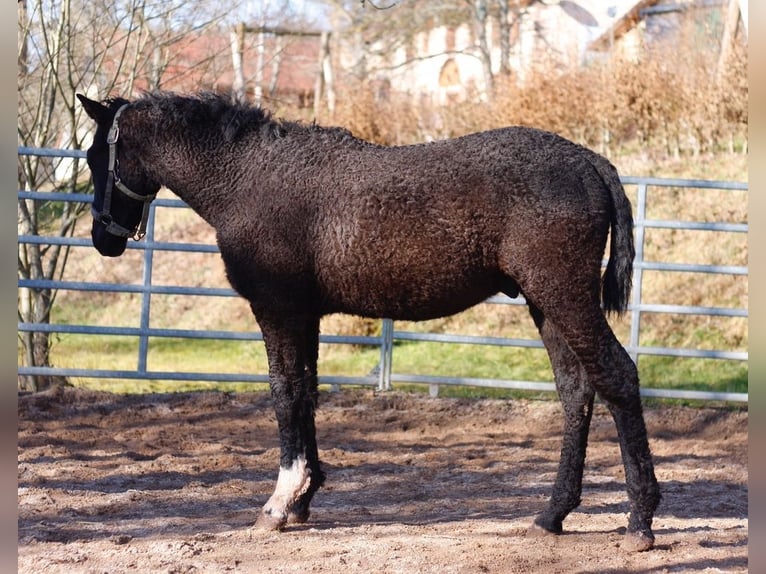 Caballo ""Curly"" Semental 1 año 155 cm Negro in bourg bruche