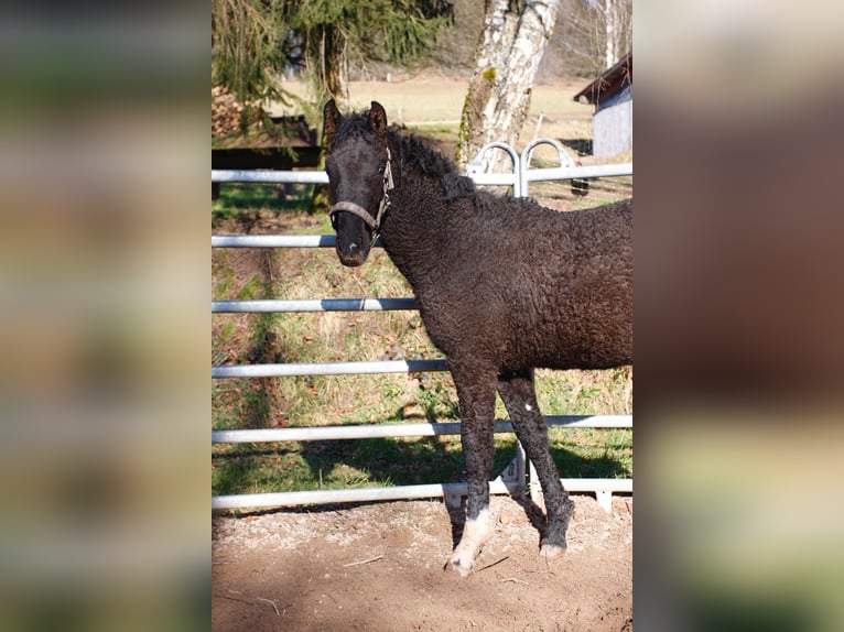 Caballo ""Curly"" Semental 1 año 155 cm Negro in bourg bruche