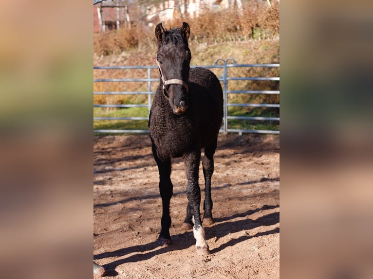 Caballo ""Curly"" Semental 1 año 155 cm Negro in bourg bruche