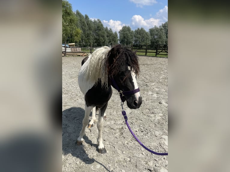 Caballo ""Curly"" Semental 2 años 110 cm Tobiano-todas las-capas in Deinze