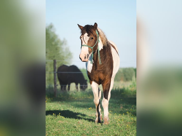 Caballo ""Curly"" Semental 2 años 110 cm Tobiano-todas las-capas in Deinze