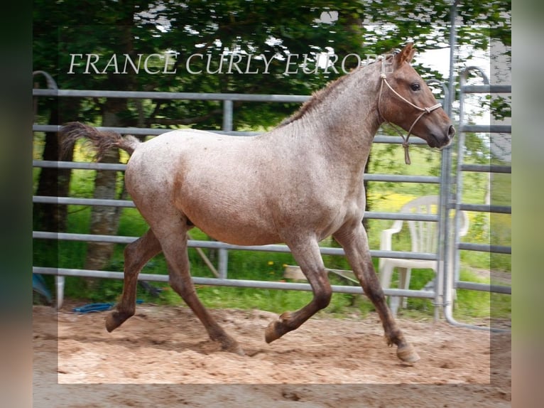 Caballo ""Curly"" Semental 2 años 130 cm in france