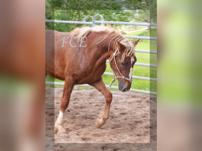 Caballo ""Curly"" Semental 2 años 150 cm Alazán-tostado in Paris