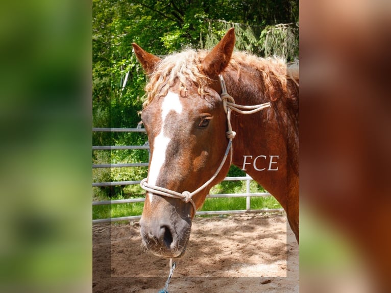 Caballo ""Curly"" Semental 2 años 150 cm Alazán-tostado in Paris