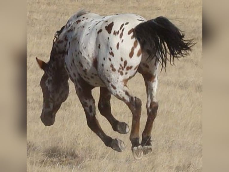 Caballo ""Curly"" Semental 2 años 152 cm Atigrado/Moteado in Cheyenne