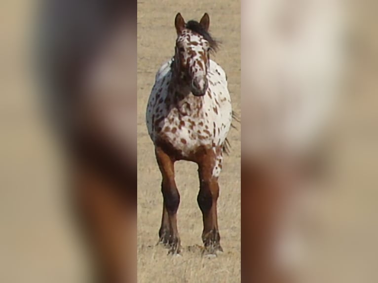 Caballo ""Curly"" Semental 2 años 152 cm Atigrado/Moteado in Cheyenne