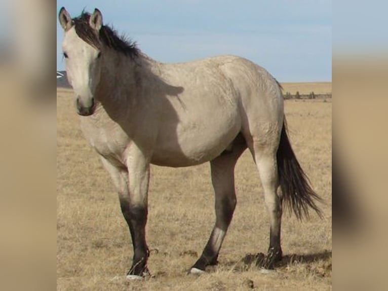 Caballo ""Curly"" Semental 2 años 152 cm Buckskin/Bayo in Cheyenne