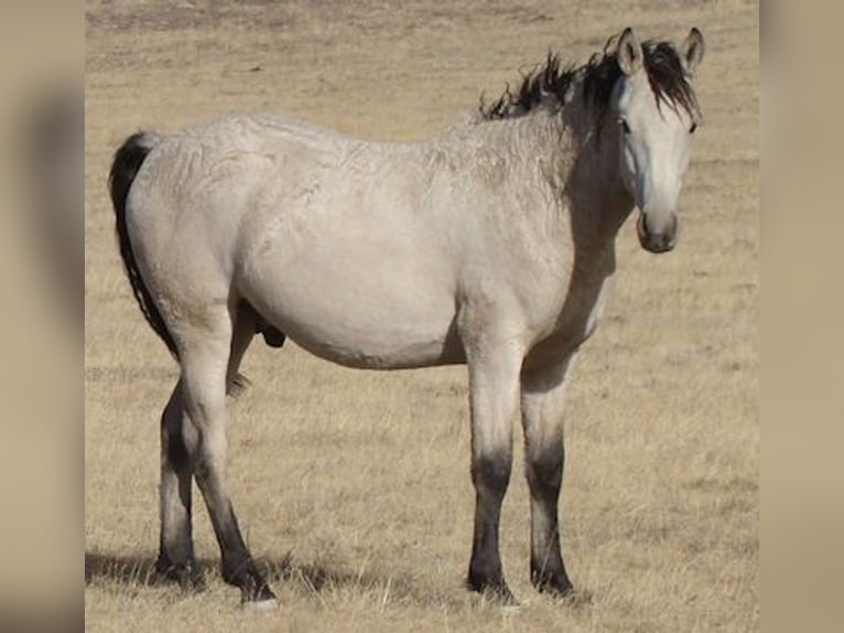 Caballo ""Curly"" Semental 2 años 152 cm Buckskin/Bayo in Cheyenne