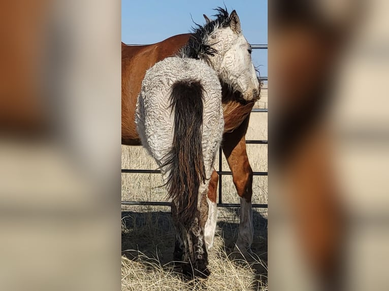 Caballo ""Curly"" Semental 2 años 152 cm Buckskin/Bayo in Cheyenne