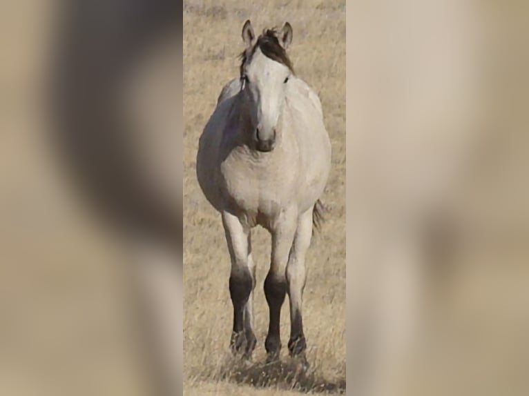 Caballo ""Curly"" Semental 2 años 152 cm Buckskin/Bayo in Cheyenne