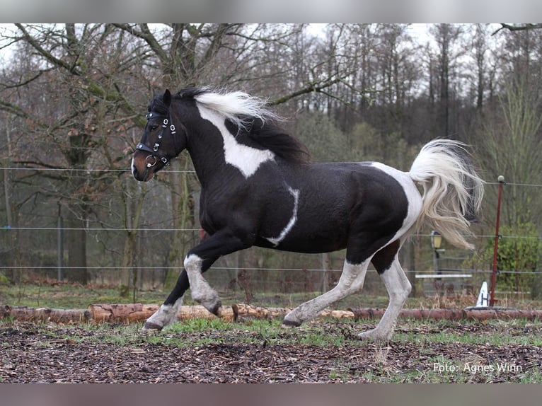 Caballo ""Curly"" Semental 2 años 152 cm Tobiano-todas las-capas in Bennin