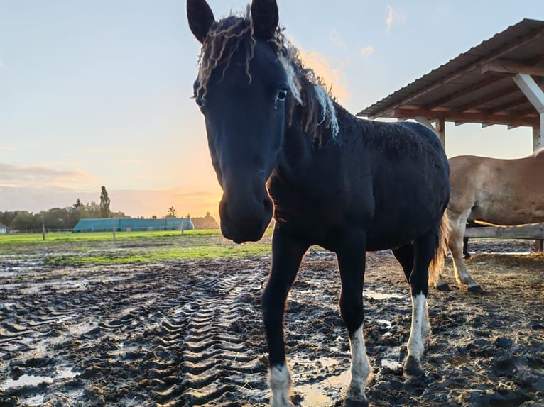 Caballo ""Curly"" Semental 2 años 152 cm Tobiano-todas las-capas in Bennin