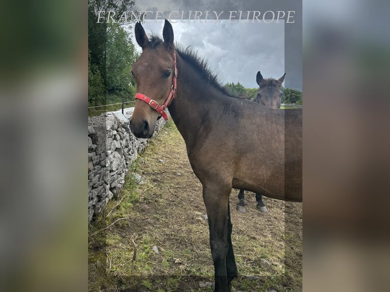 Caballo ""Curly"" Semental 2 años 155 cm Castaño rojizo in Oughterard - Co Galway