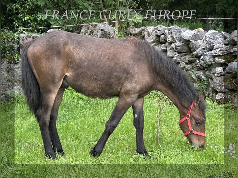 Caballo ""Curly"" Semental 2 años 155 cm Castaño rojizo in Oughterard - Co Galway