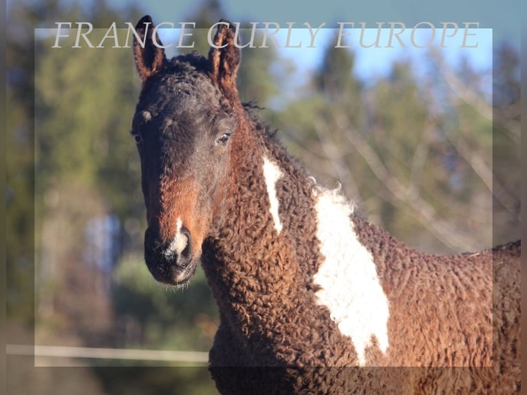 Caballo ""Curly"" Semental 2 años Castaño rojizo in france