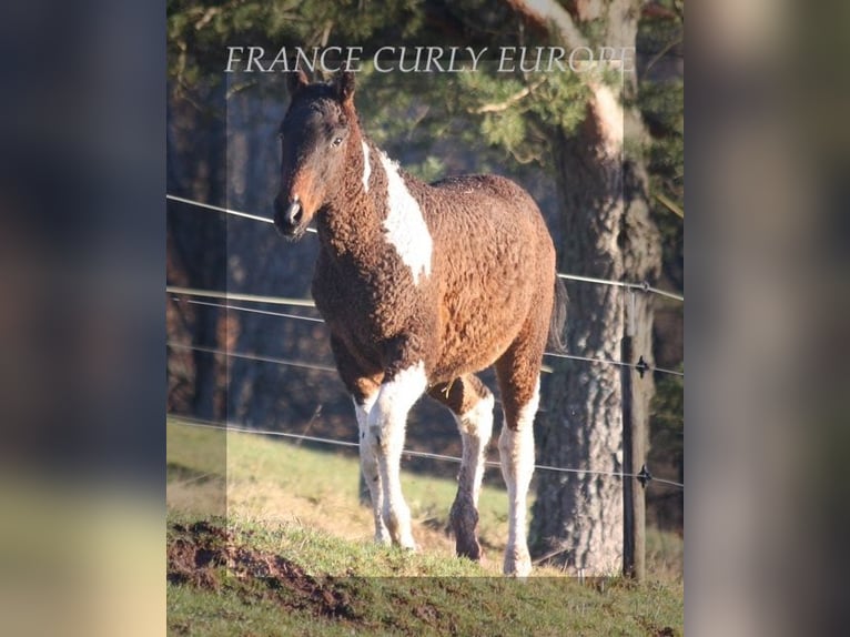 Caballo ""Curly"" Semental 2 años Castaño rojizo in france