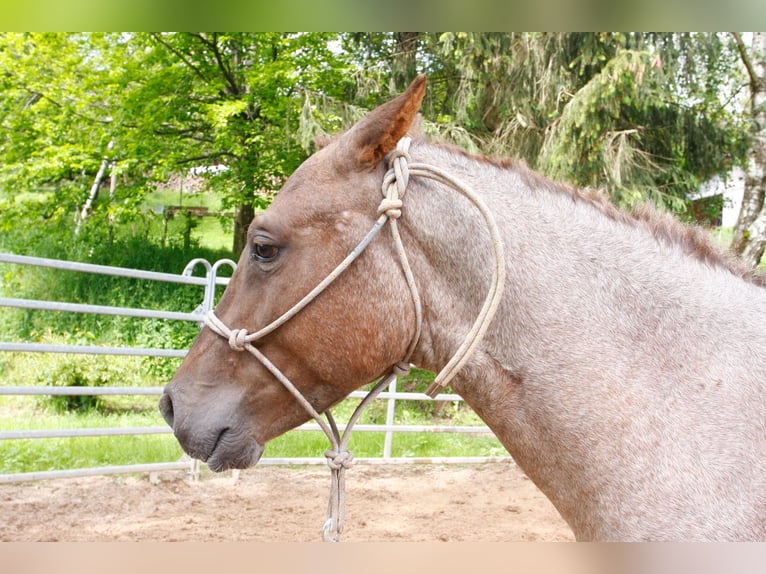 Caballo ""Curly"" Semental 3 años 130 cm in france