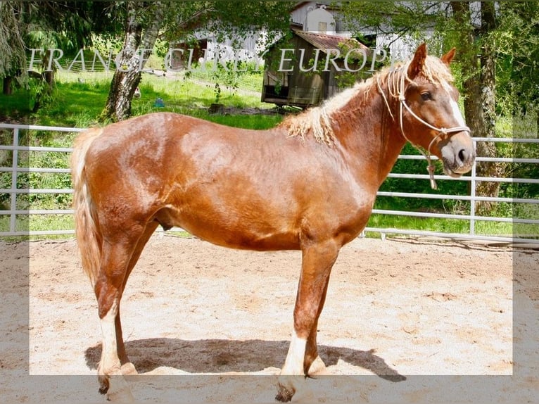 Caballo ""Curly"" Semental 3 años 150 cm Alazán-tostado in Paris