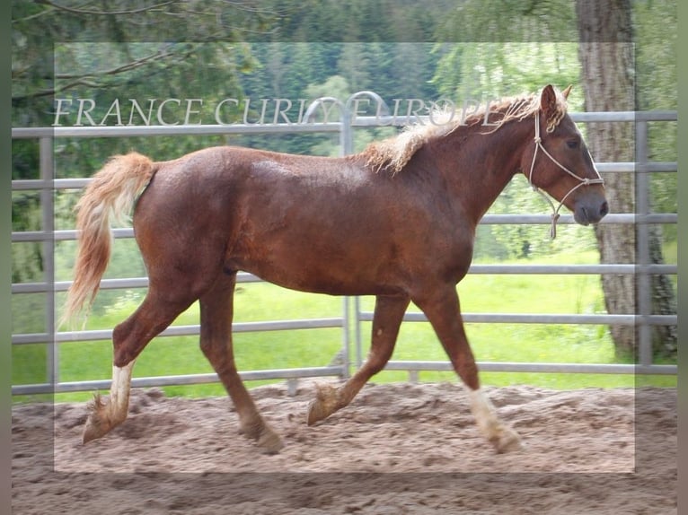 Caballo ""Curly"" Semental 3 años 150 cm Alazán-tostado in Paris