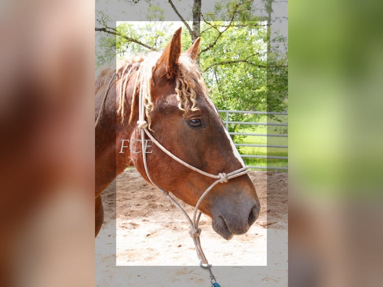 Caballo ""Curly"" Semental 3 años 150 cm Alazán-tostado in Paris