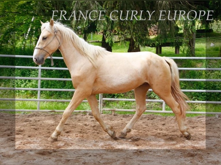 Caballo ""Curly"" Semental 3 años 150 cm Palomino in FRANCE