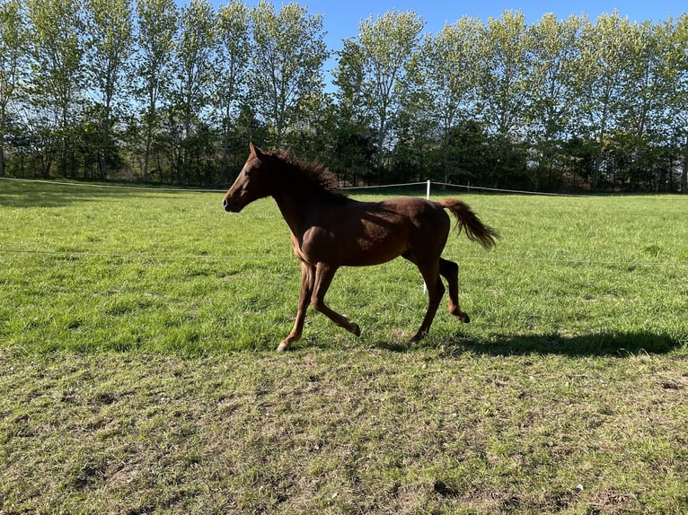 Caballo ""Curly"" Semental 3 años 155 cm Alazán rojizo in Stenløse