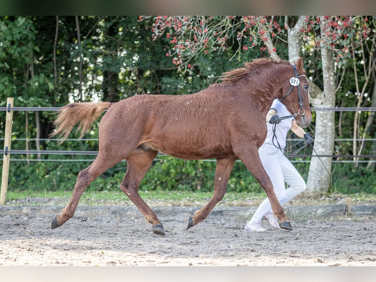 Caballo ""Curly"" Semental 3 años 155 cm Alazán rojizo in Stenløse