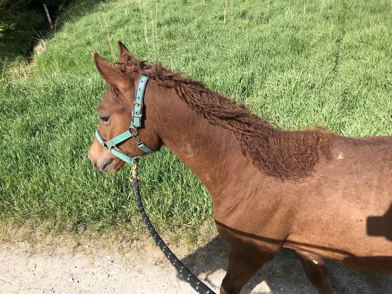 Caballo ""Curly"" Semental 3 años 155 cm Alazán rojizo in Stenløse